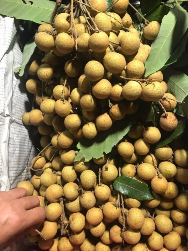 NHÃN THÁI - Ảnh 2
