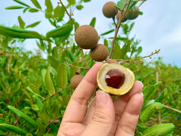 NHÃN XUỒNG - Ảnh 4