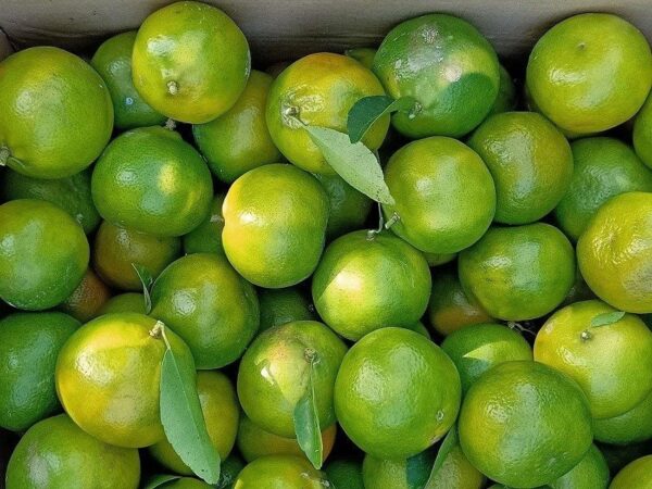 QUÝT ĐƯỜNG - Ảnh 3