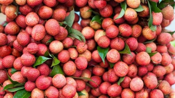 TRÁI VẢI - Ảnh 3