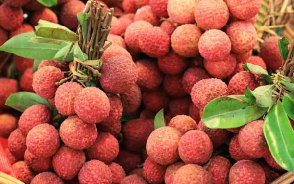 TRÁI VẢI - Ảnh 2