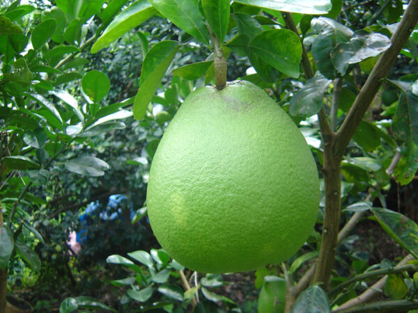 BƯỞI DA XANH RUỘT ĐỎ - Ảnh 8